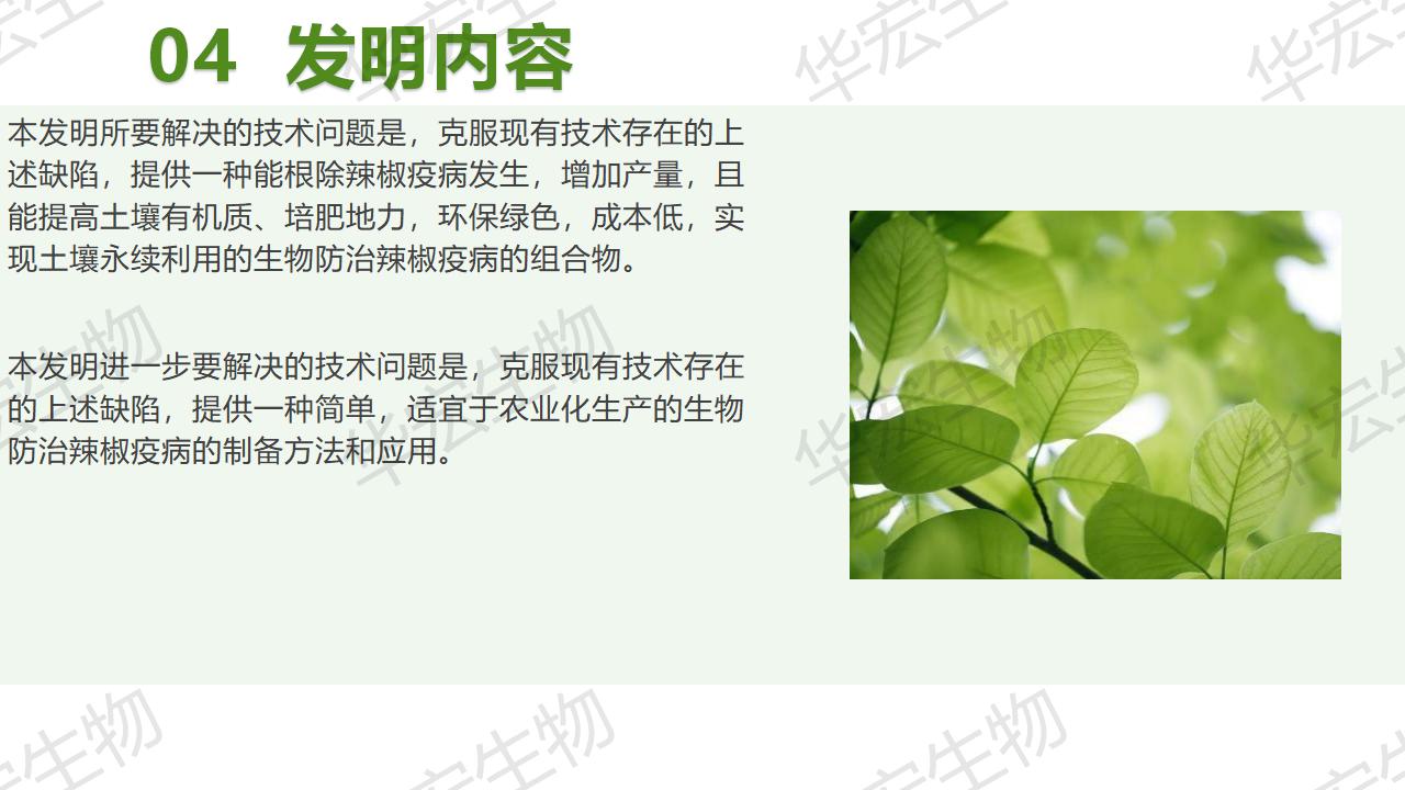 一種生物防治辣椒疫病的組合物及制備方法和應(yīng)用_13.jpg 一種生物防治辣椒疫病的組合物及制備方法和應(yīng)用_13.jpg