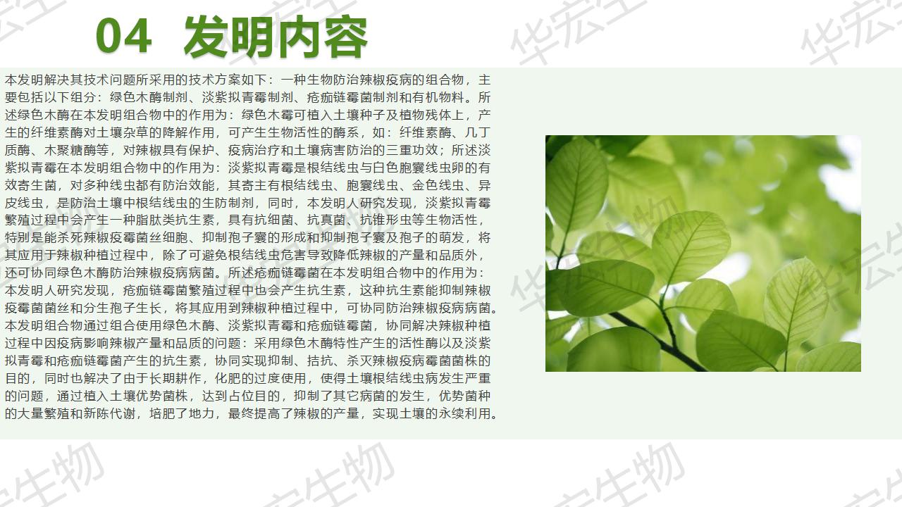 一種生物防治辣椒疫病的組合物及制備方法和應(yīng)用_14.jpg 一種生物防治辣椒疫病的組合物及制備方法和應(yīng)用_14.jpg