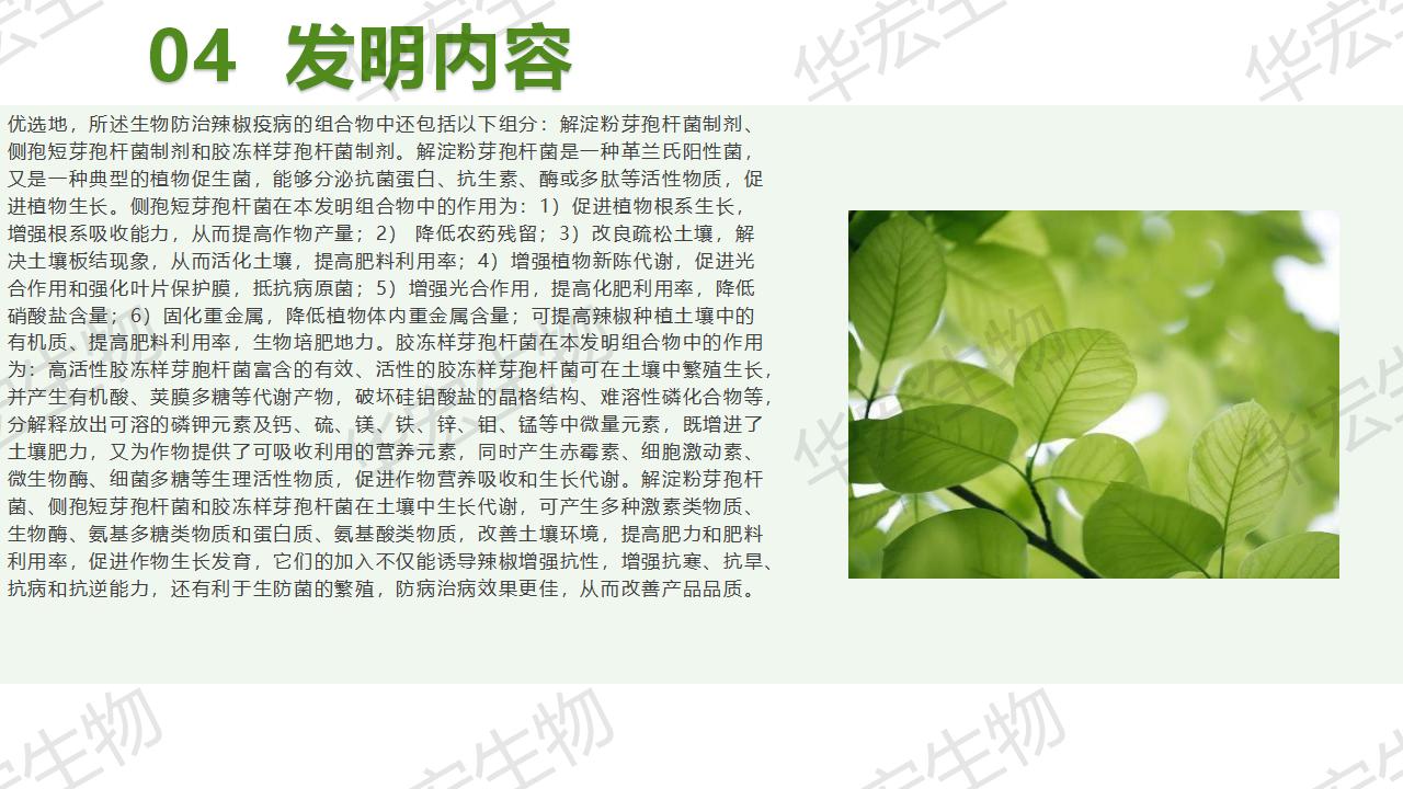 一種生物防治辣椒疫病的組合物及制備方法和應(yīng)用_16.jpg 一種生物防治辣椒疫病的組合物及制備方法和應(yīng)用_16.jpg