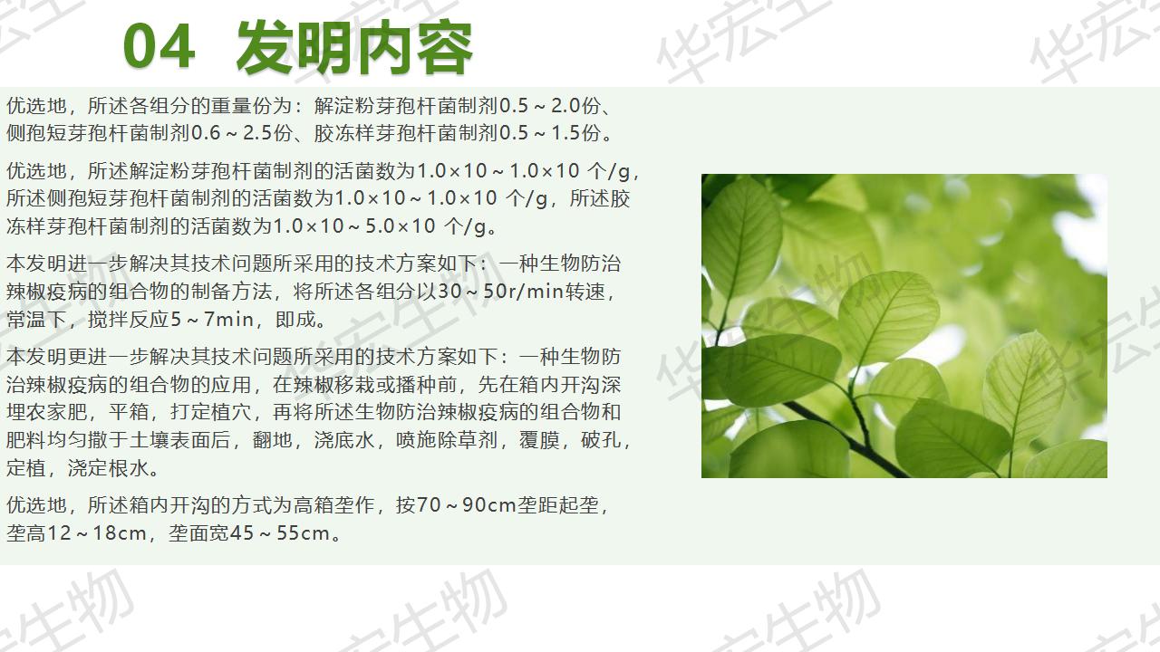 一種生物防治辣椒疫病的組合物及制備方法和應(yīng)用_17.jpg 一種生物防治辣椒疫病的組合物及制備方法和應(yīng)用_17.jpg