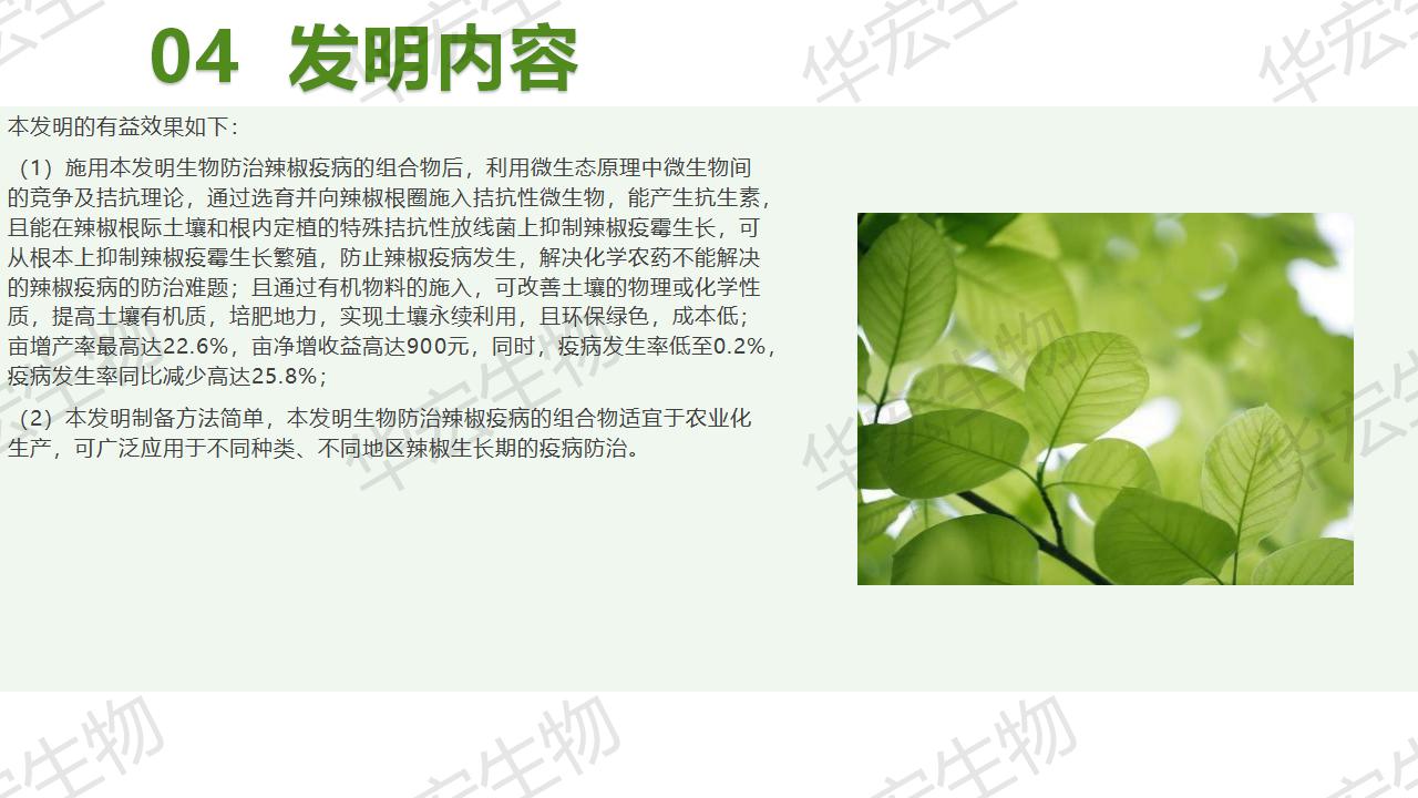 一種生物防治辣椒疫病的組合物及制備方法和應(yīng)用_19.jpg 一種生物防治辣椒疫病的組合物及制備方法和應(yīng)用_19.jpg