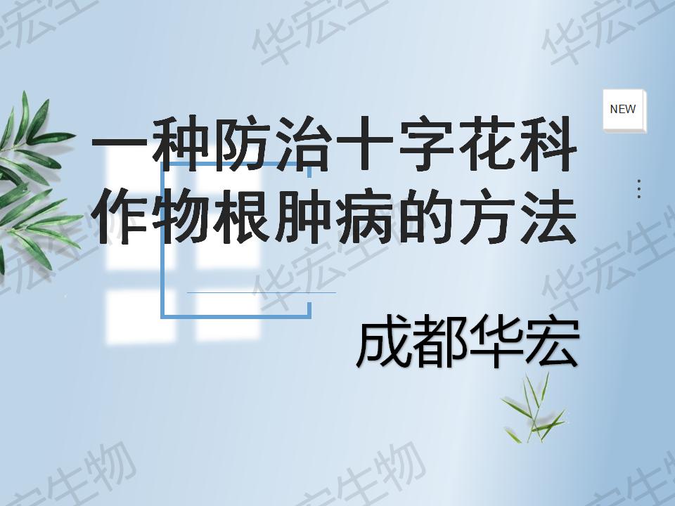 一種防治十字花科作物根腫病的方法_01.jpg 一種防治十字花科作物根腫病的方法_01.jpg