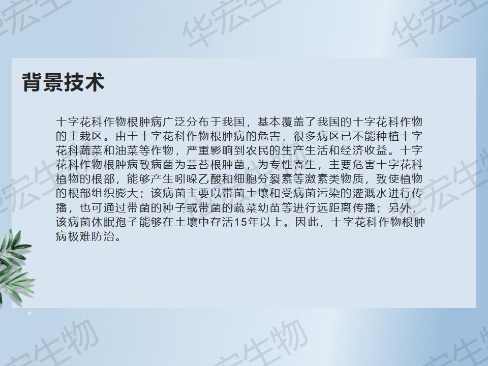 一種防治十字花科作物根腫病的方法_09.jpg 一種防治十字花科作物根腫病的方法_09.jpg