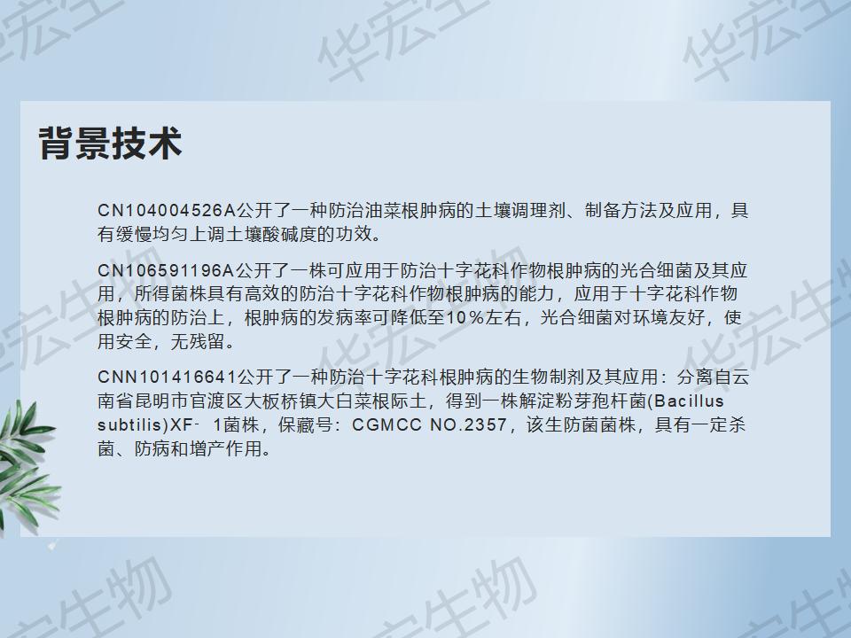 一種防治十字花科作物根腫病的方法_11.jpg 一種防治十字花科作物根腫病的方法_11.jpg